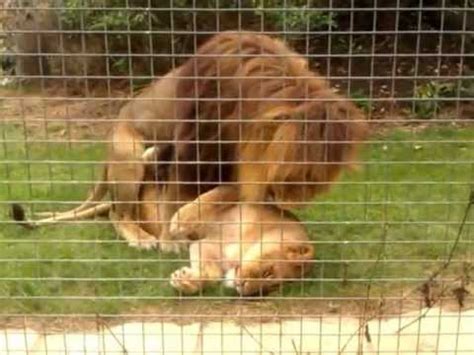 porno lion|Lion Videos / Zoo Zoo Sex Porn Tube / Most popular Page 1